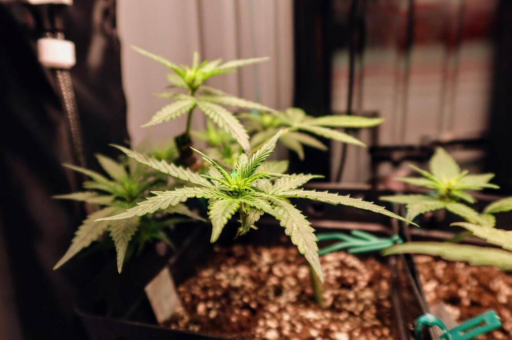 Zwei junge Cannabispflanzen in Töpfen, die trainiert wurden, mit grünen Pflanzenbindern.
