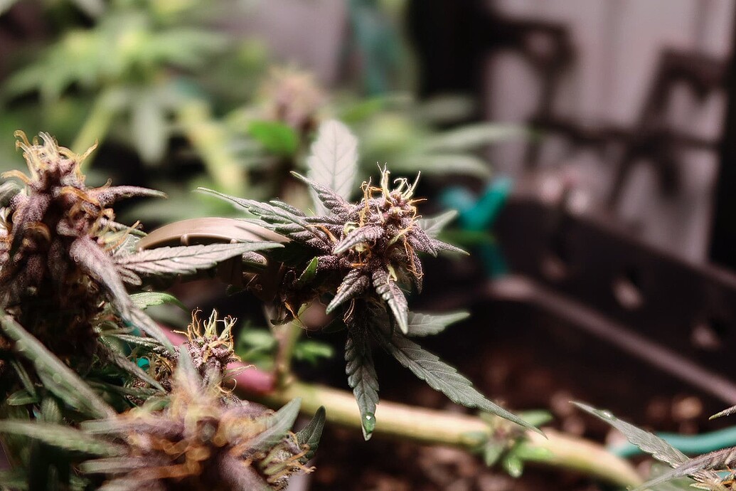 Nahaufnahme einer Purple Mazar Cannabispflanze in der frühen Blütephase mit violetten Blütenständen.