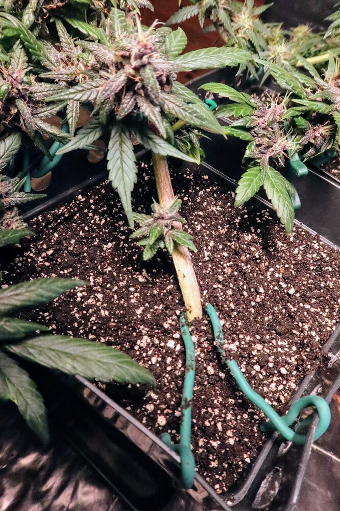 Growreport Bild 10