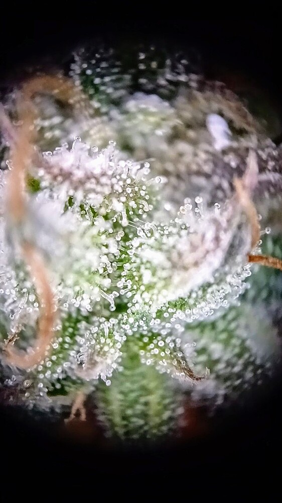 Growreport Bild 11