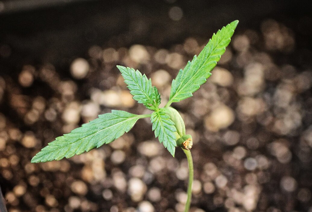 Ein junger Cannabis-Sämling mit den ersten gezackten Laubblättern in einem Topf mit Erde.