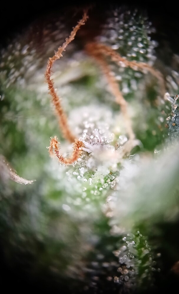 Growreport Bild 3