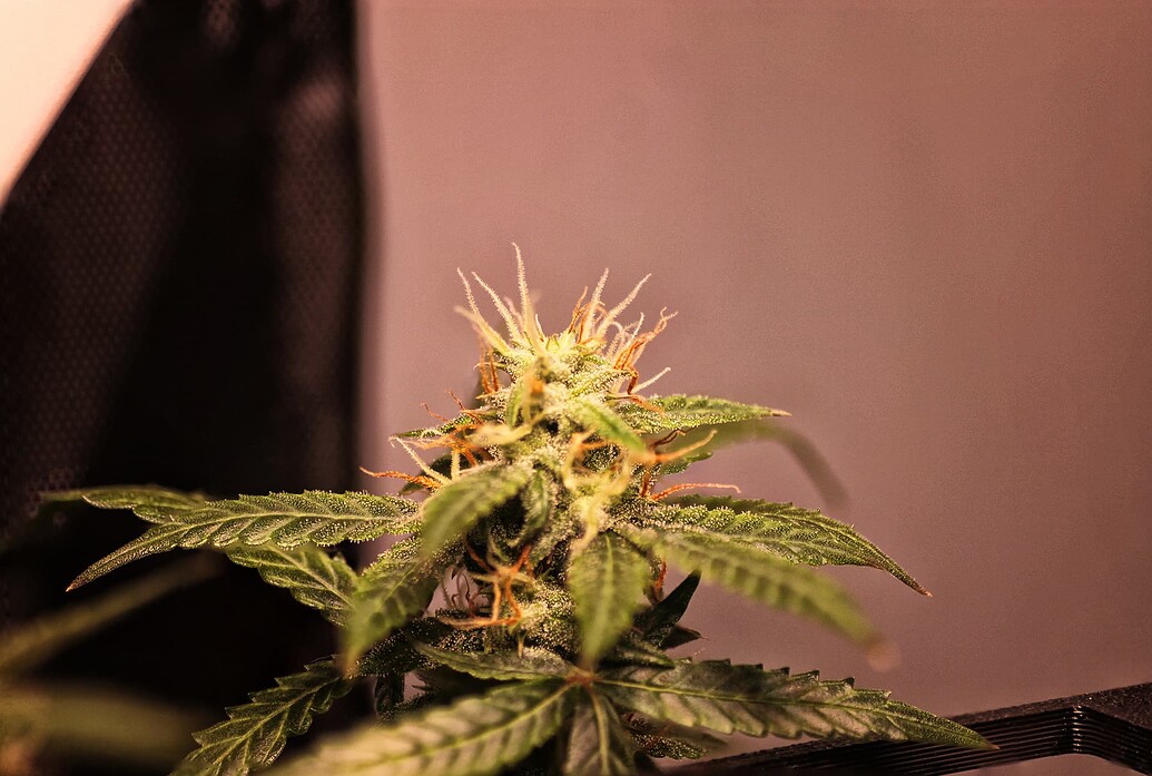 Growreport Bild 5