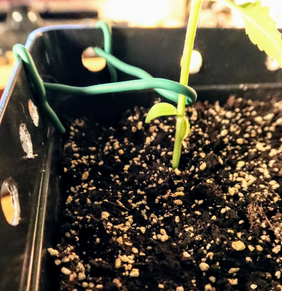 Nahaufnahme eines Cannabis-Sämlings, der mit grünem Pflanzendraht in einem schwarzen Topf heruntergebunden wird.