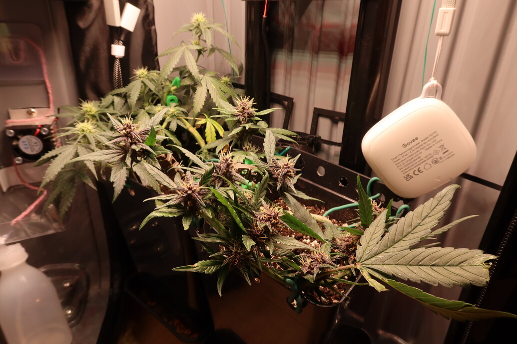 Eine Purple Mazar Cannabispflanze in der frühen Blütephase, die in einem Grow-Schrank heruntergebunden wurde, mit einem Govee Thermo-Hygrometer im Hintergrund.