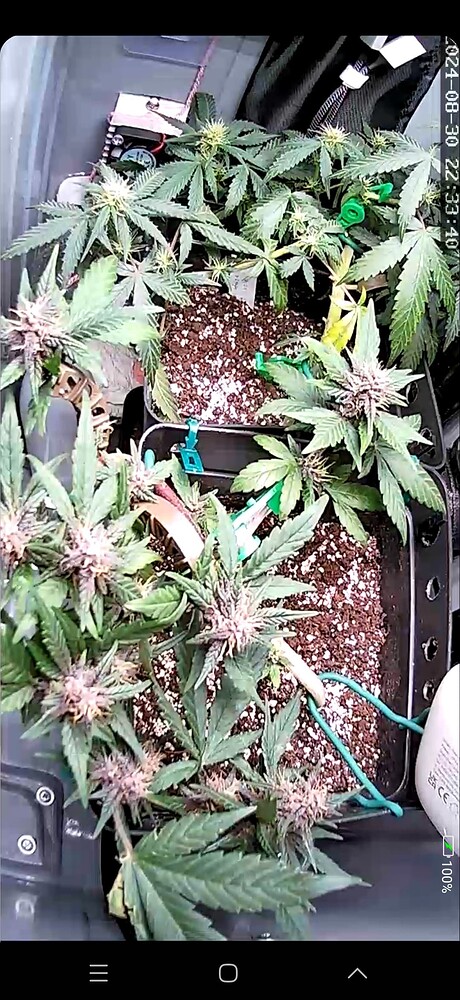 Zwei Cannabis-Pflanzen in Töpfen, die mit LST-Clips heruntergebunden wurden und bereits Blütenansätze zeigen.