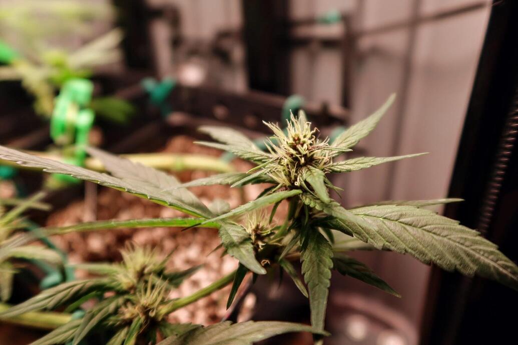 Nahaufnahme einer Cannabis-Pflanze in der frühen Blütephase mit sichtbaren weißen Stigmen.