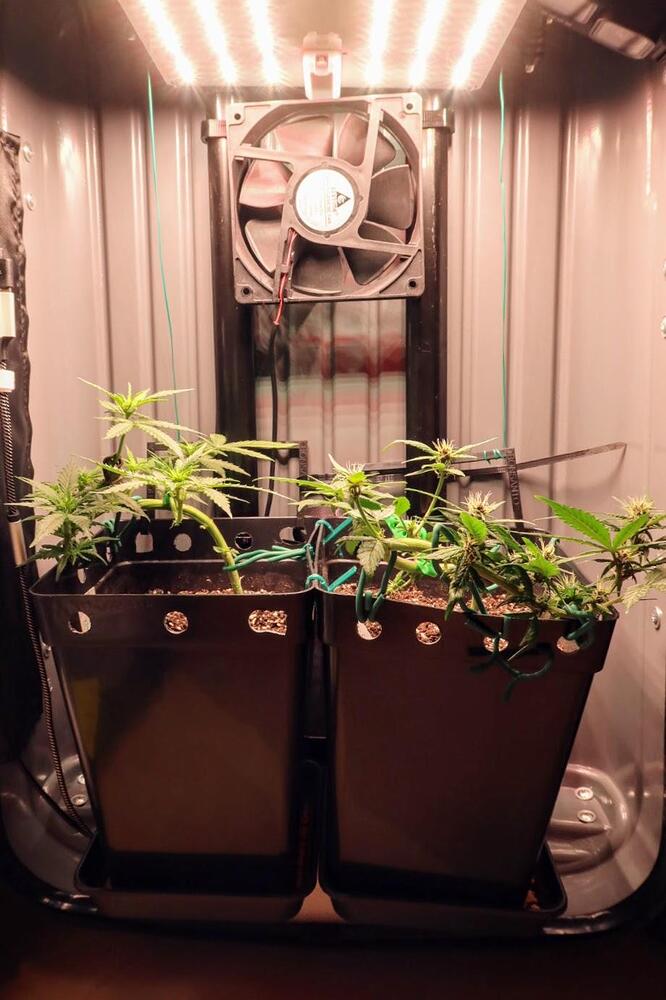 Zwei Cannabispflanzen in schwarzen Töpfen in einer Growbox, die mit LST-Technik (Low Stress Training) trainiert werden.