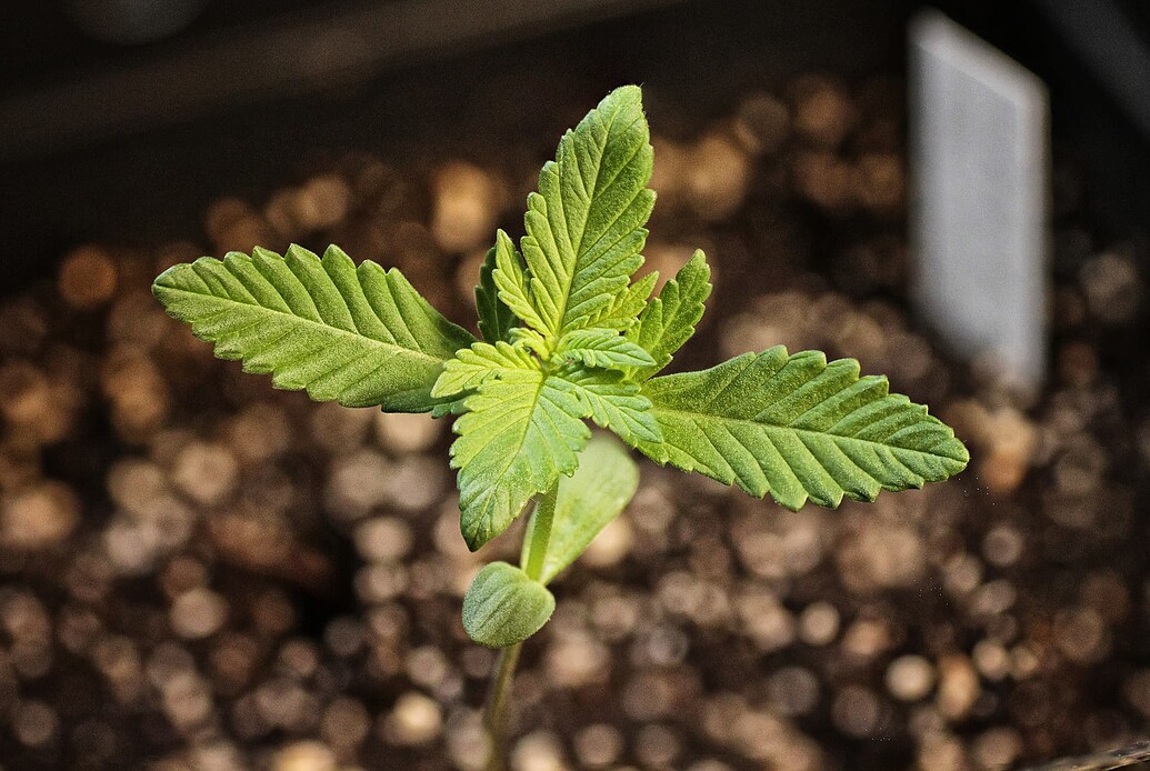 Ein junger Cannabis-Sämling in einem Topf mit Erde, der gerade seine ersten echten Blätter entwickelt.