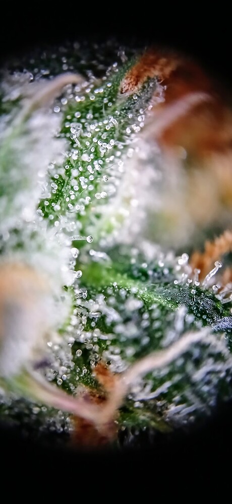 Growreport Bild 8