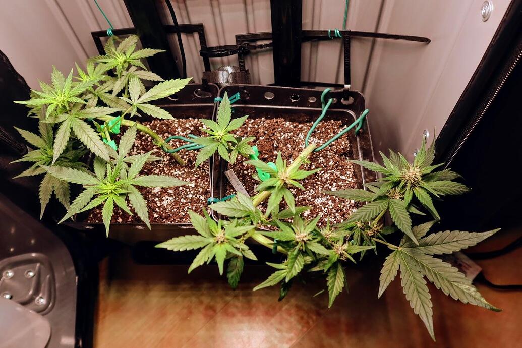 Zwei Cannabis-Pflanzen in schwarzen Töpfen, die mit grünen Drähten trainiert und in verschiedene Richtungen gelenkt wurden.