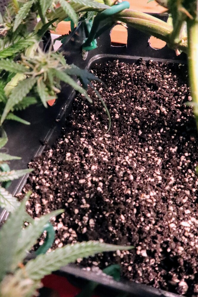 Growreport Bild 9