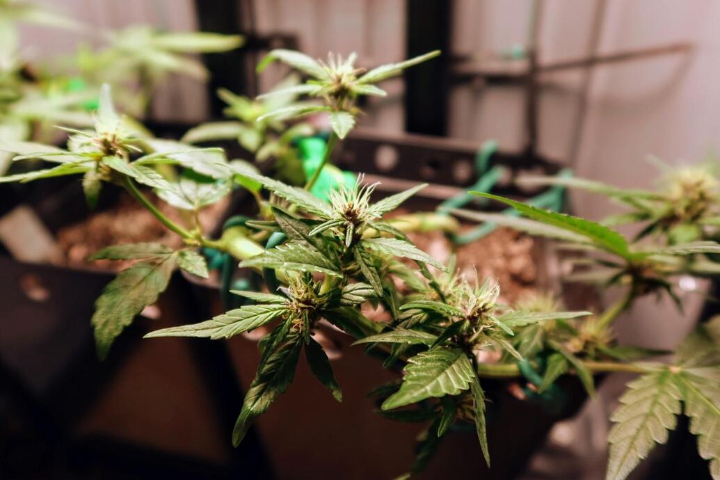 Nahaufnahme einer Cannabis-Pflanze in der frühen Blütephase mit sichtbaren weißen Stigmen und beginnender violetter Färbung an den Blättern.