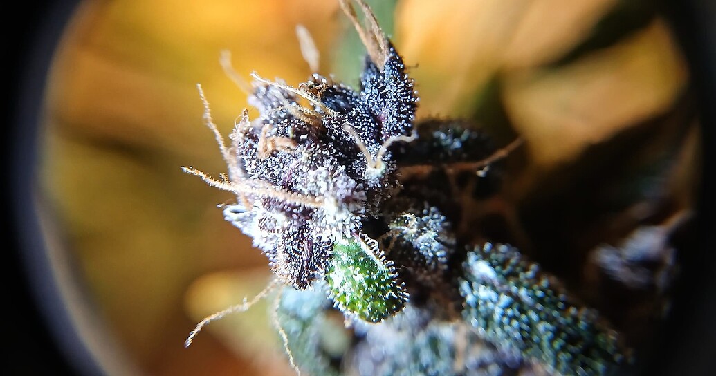Growreport Bild 6
