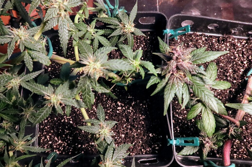 Growreport Bild 11