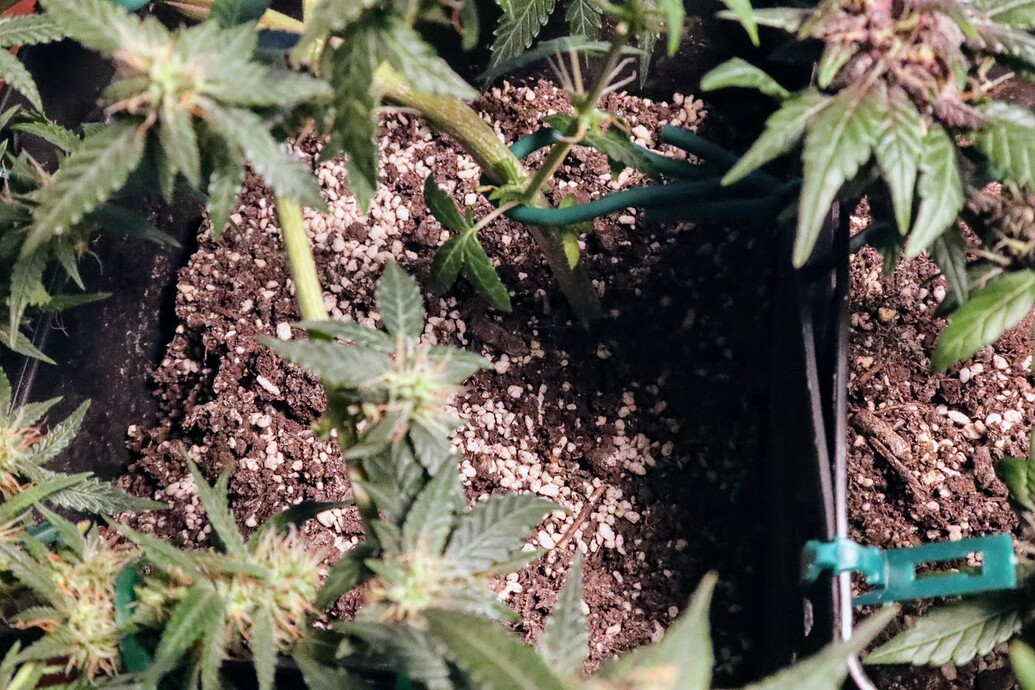 Growreport Bild 7