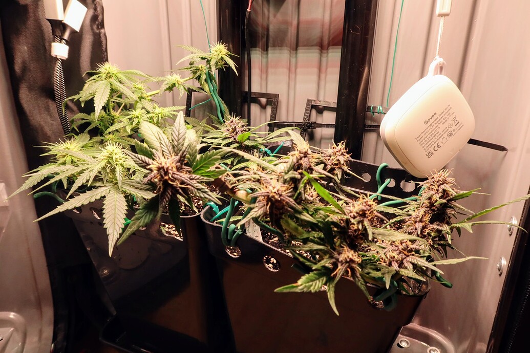 Zwei Cannabispflanzen in einem Grow-Zelt, eine davon zeigt deutliche violette Verfärbungen an den Blüten.