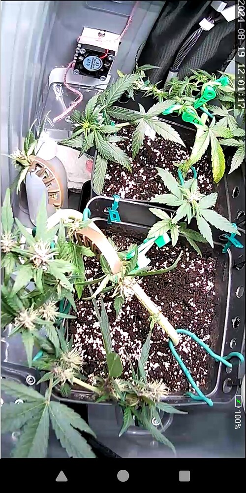 Zwei Cannabis-Pflanzen in Töpfen, die mit grünen Clips und Bindedraht trainiert wurden, in einer Growbox.