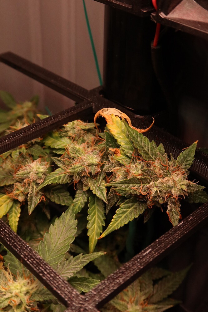 Growreport Bild 2