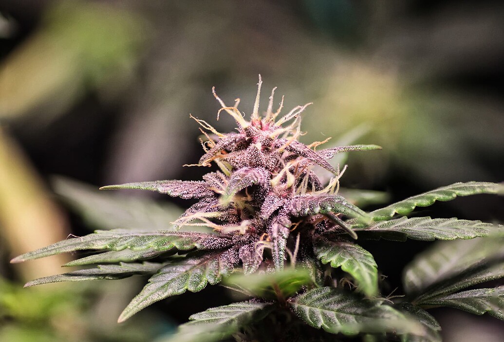 Nahaufnahme eines violetten Cannabis-Buds in der frühen Blütephase mit sichtbaren Trichomen und Stigmen.