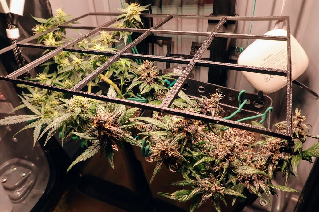 Zwei Cannabis-Pflanzen in der Blütephase unter einem SCROG-Gitter in einer Growbox.