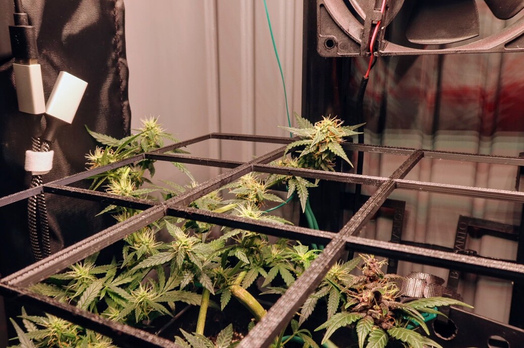 Growreport Bild 4