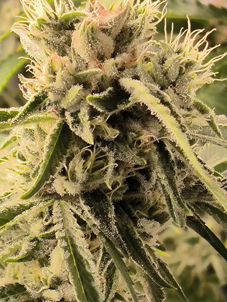Growreport Bild 8