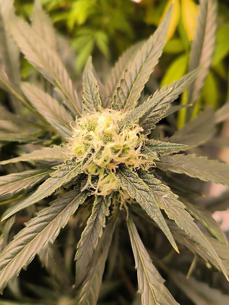 Growreport Bild 16