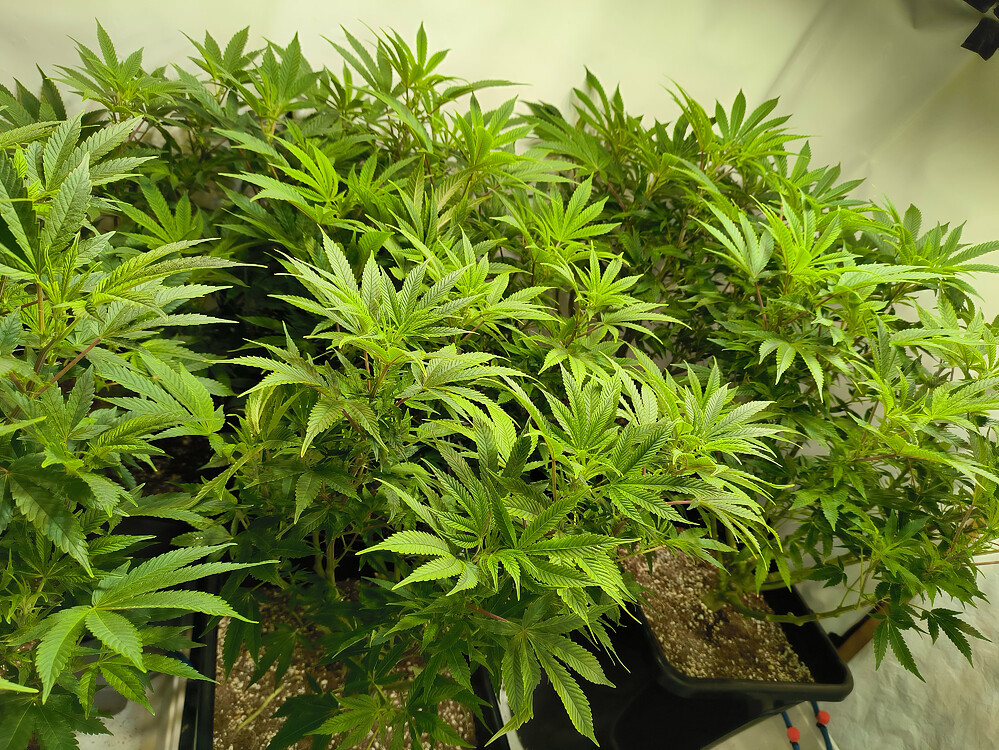 Growreport Bild 9