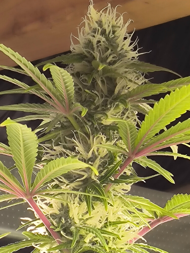 Growreport Bild 89