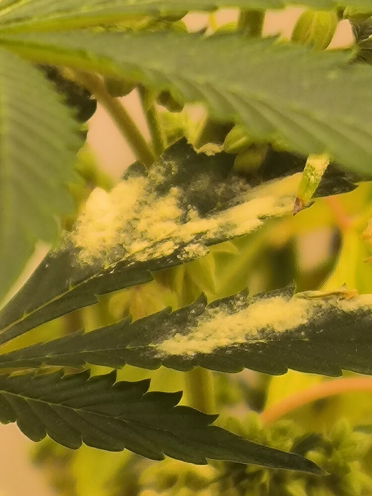 Growreport Bild 10