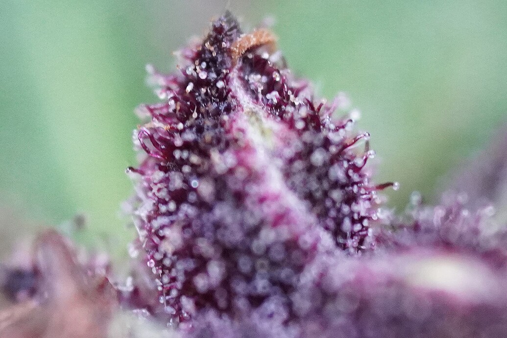Growreport Bild 4
