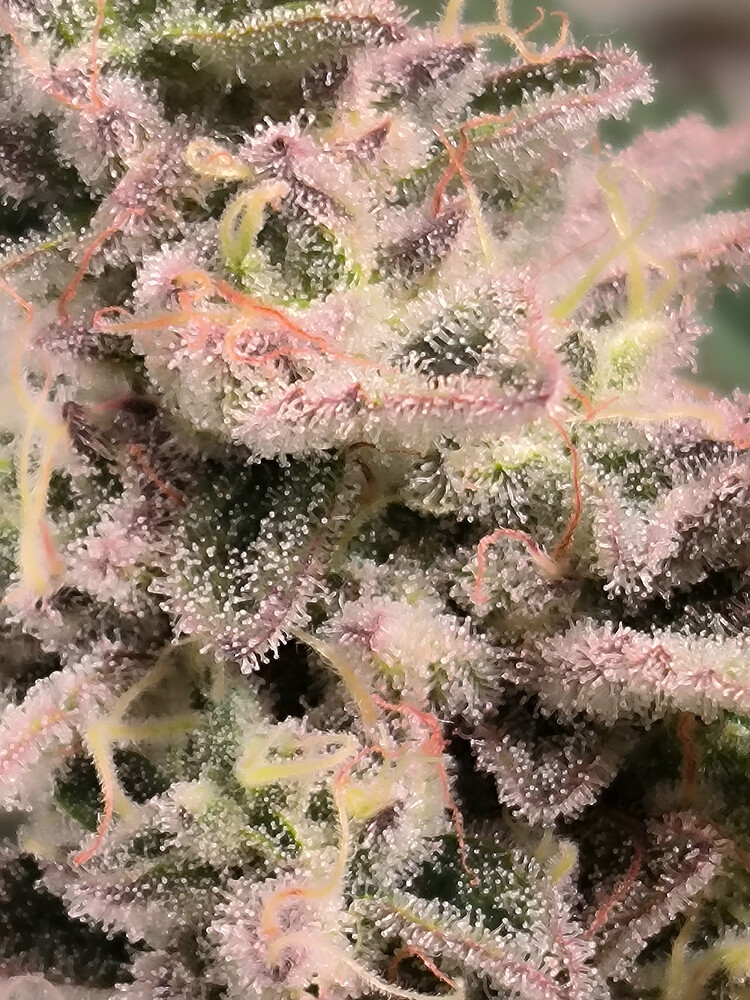 Growreport Bild 16