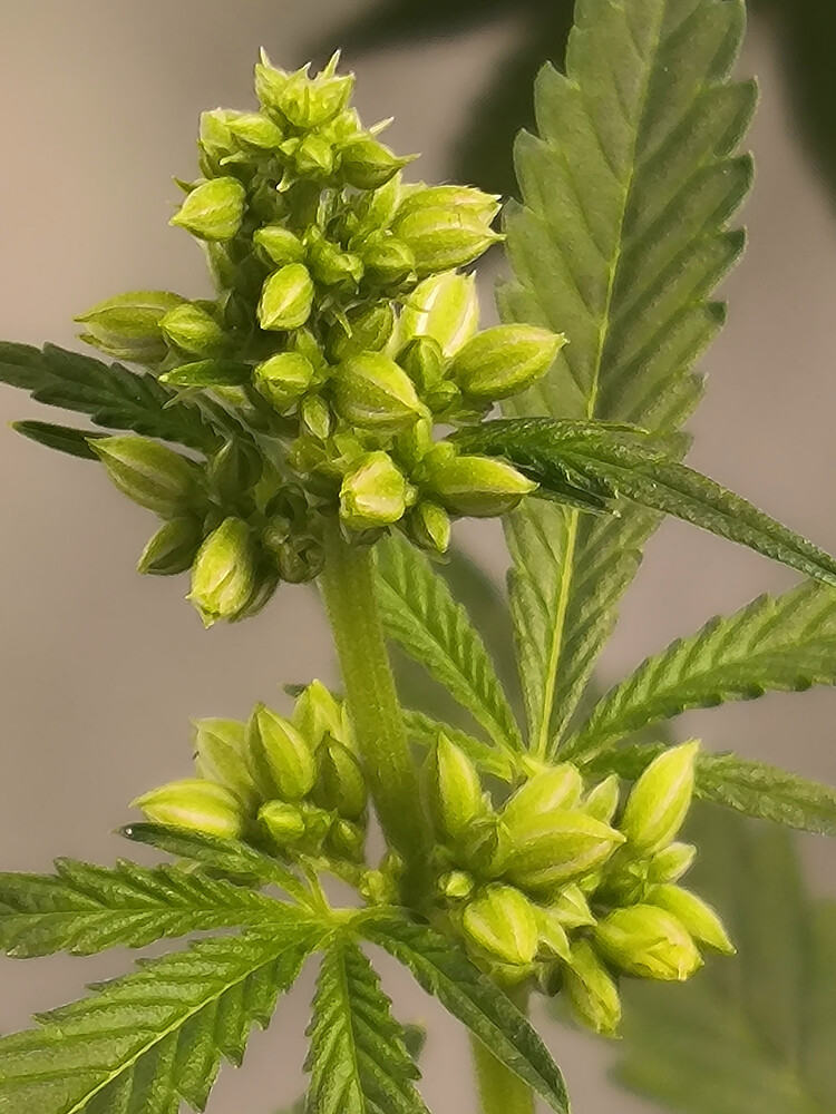 Growreport Bild 10