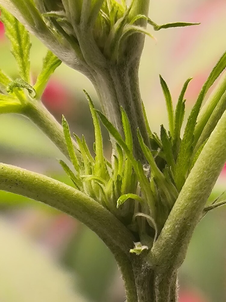 Nahaufnahme der jungen Blütenansätze einer Cannabispflanze, die sich an einem Hauptstamm und mehreren Seitenzweigen entwickeln. Die jungen Blätter und Pistillen sind deutlich sichtbar.