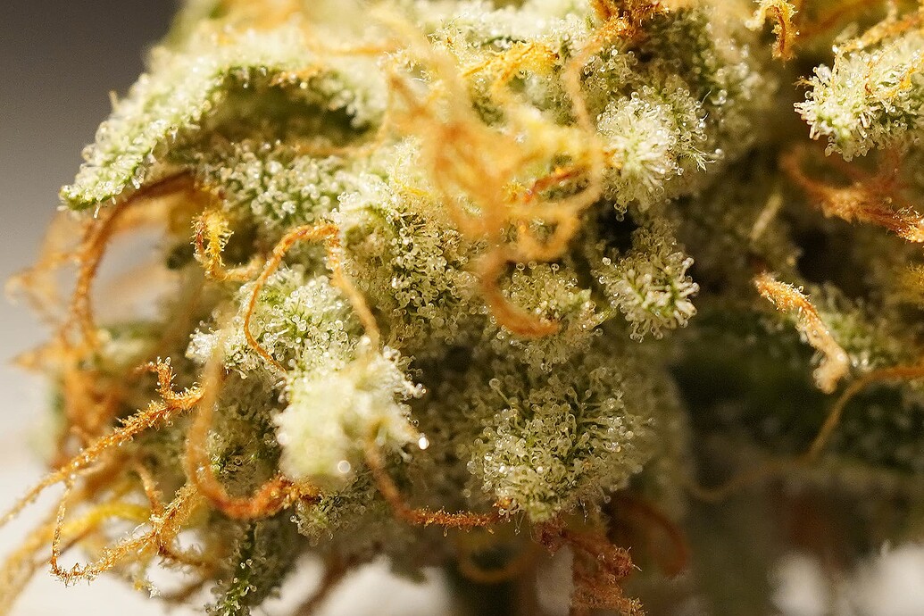 Growreport Bild 6