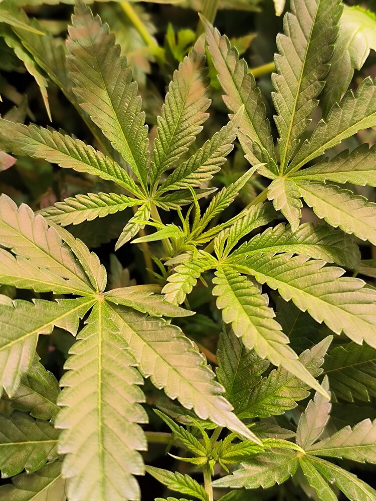 Growreport Bild 18