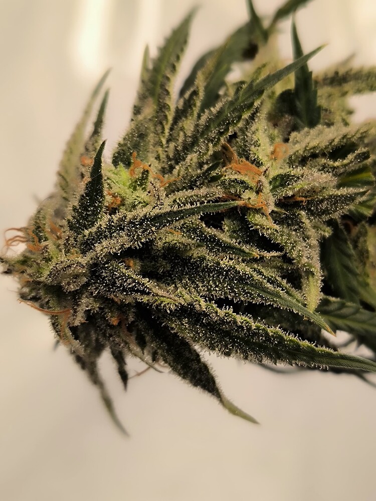Nahaufnahme eines Cannabis-Buds mit vielen Trichomen und orangefarbenen Stempeln.