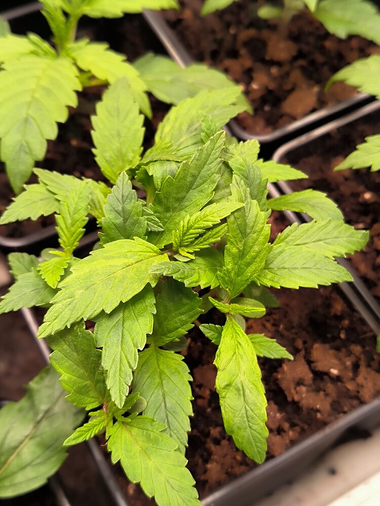 Growreport Bild 22