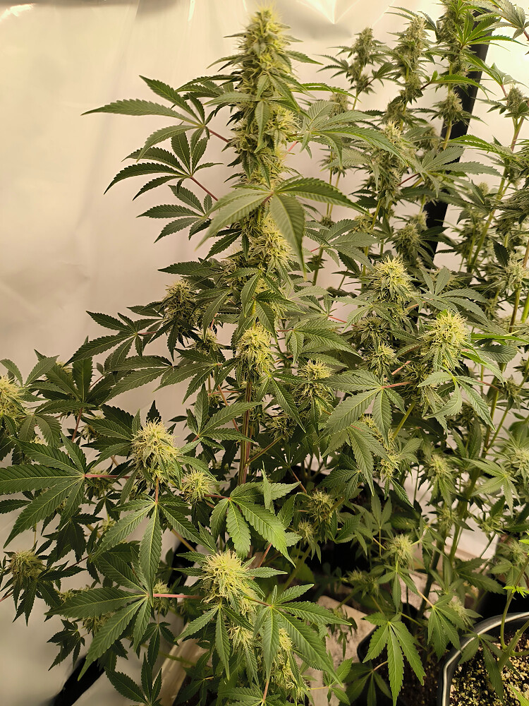 Growreport Bild 3