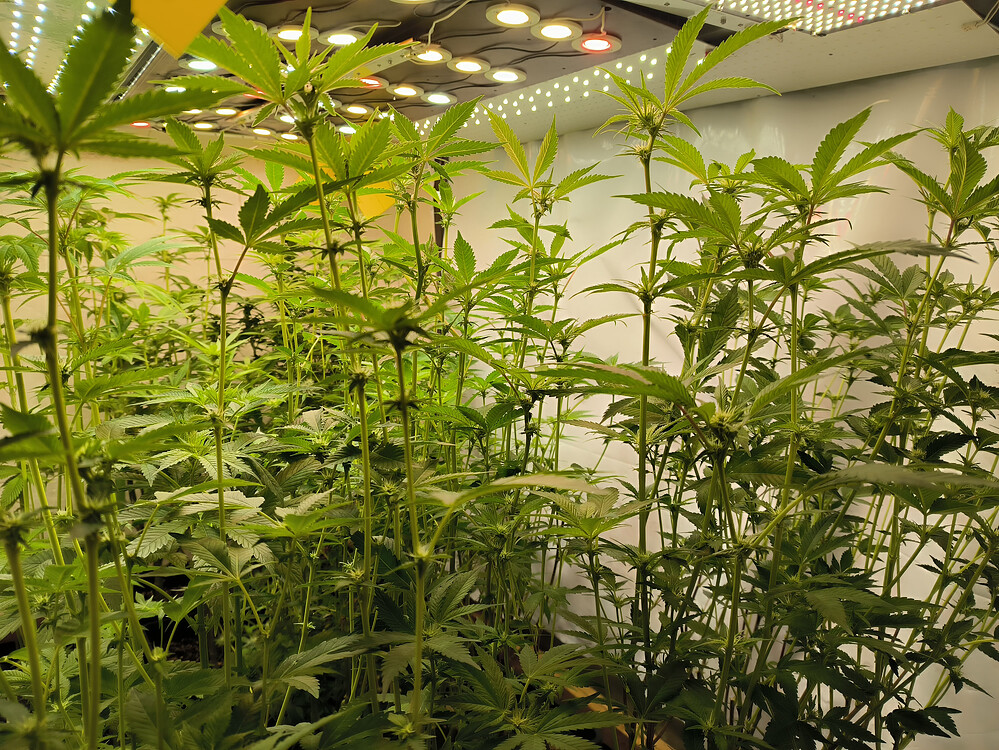 Growreport Bild 1