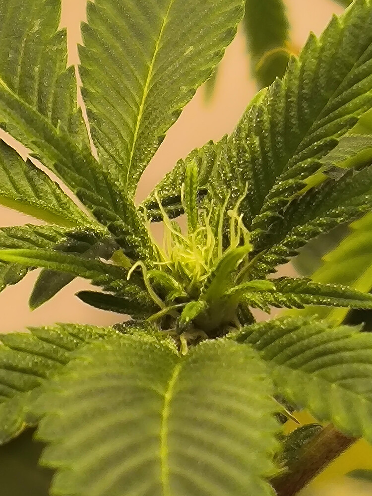 Growreport Bild 15