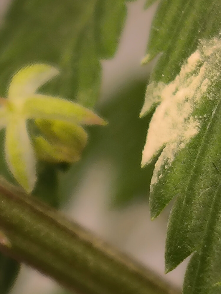 Growreport Bild 6