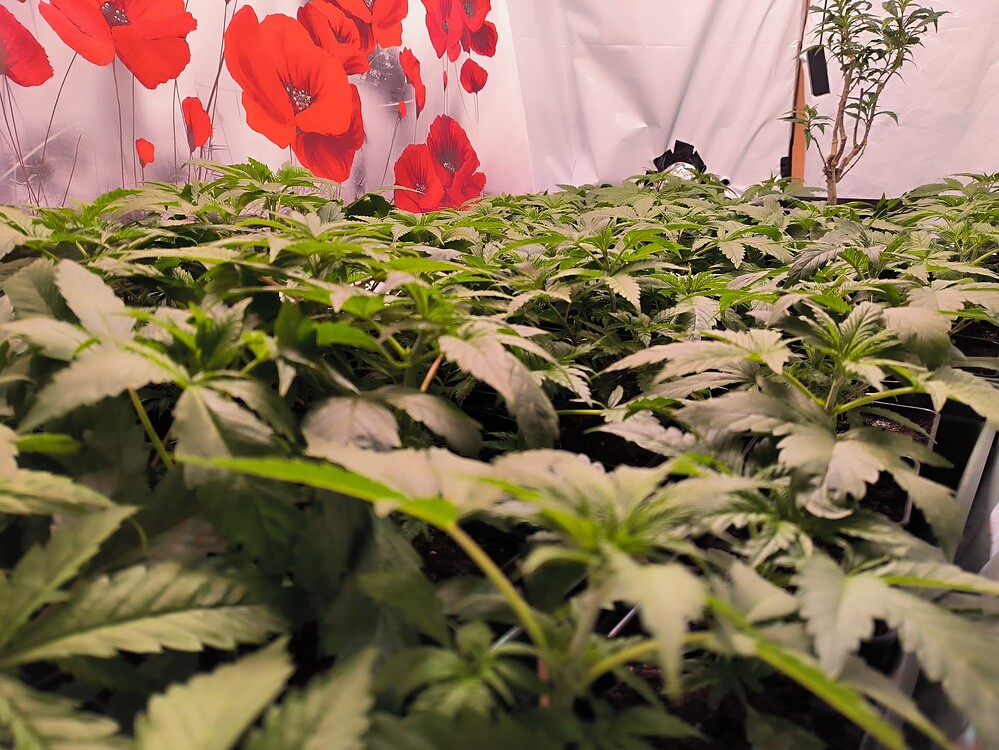 Viele junge Cannabis-Pflanzen in Töpfen, die dicht nebeneinander stehen. Im Hintergrund ist eine einzelne, größere Pflanze zu sehen, sowie eine Wanddekoration mit roten Mohnblumen.