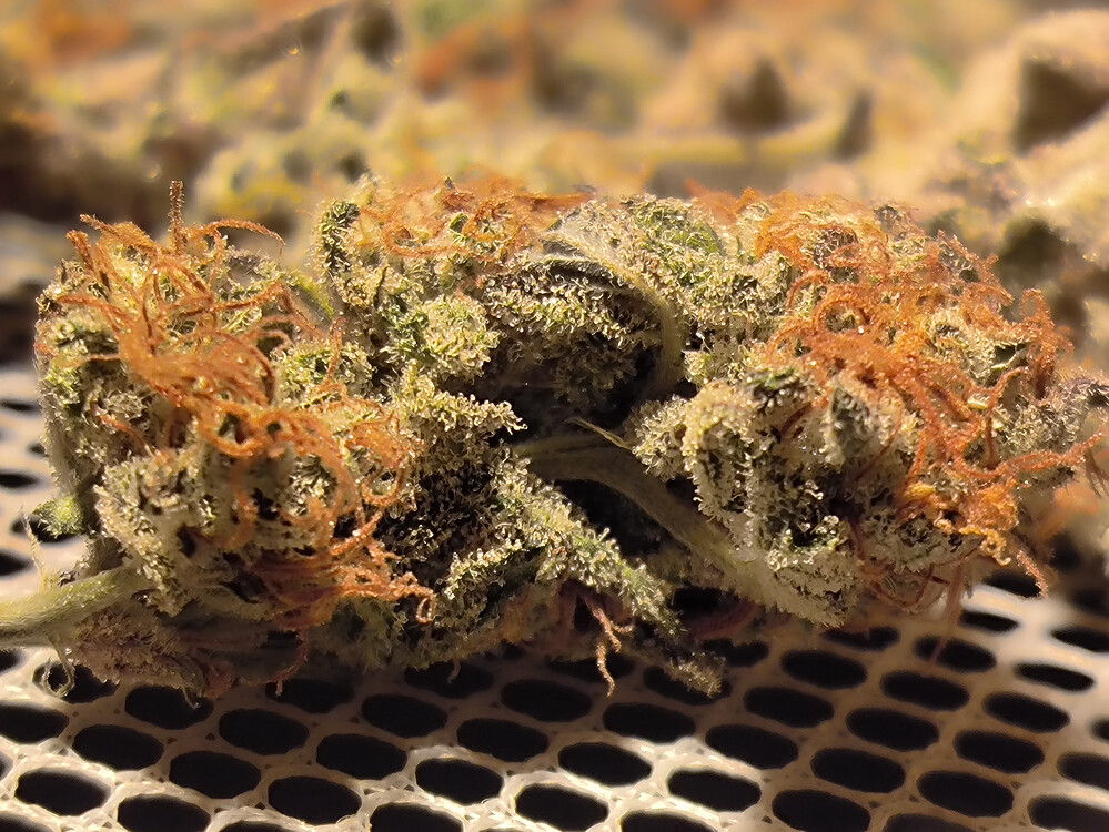 Growreport Bild 28