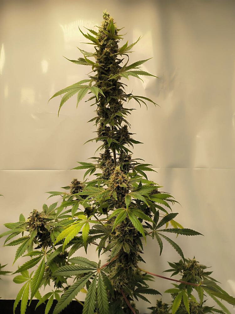 Growreport Bild 44