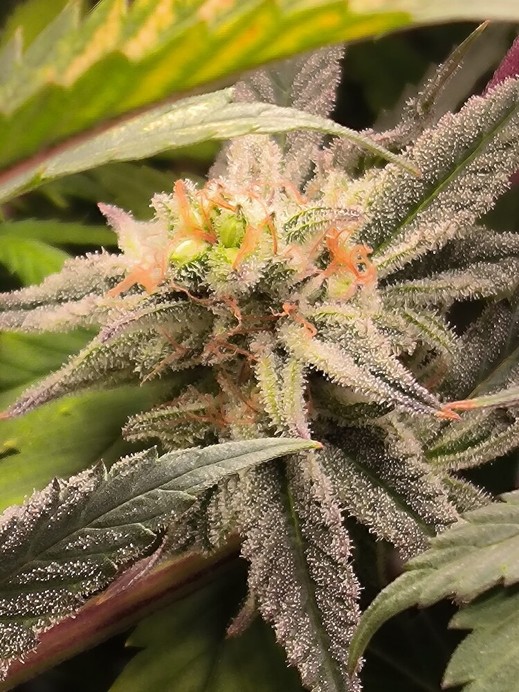 Nahaufnahme eines Cannabis-Buds mit vielen Trichomen und einigen orangefarbenen Stempeln, umgeben von Blättern.