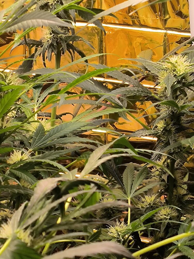 Mehrere Cannabis-Pflanzen in der Blütephase, mit sichtbaren Blütenansätzen und charakteristischen Blättern, vor einer reflektierenden goldenen Wand.