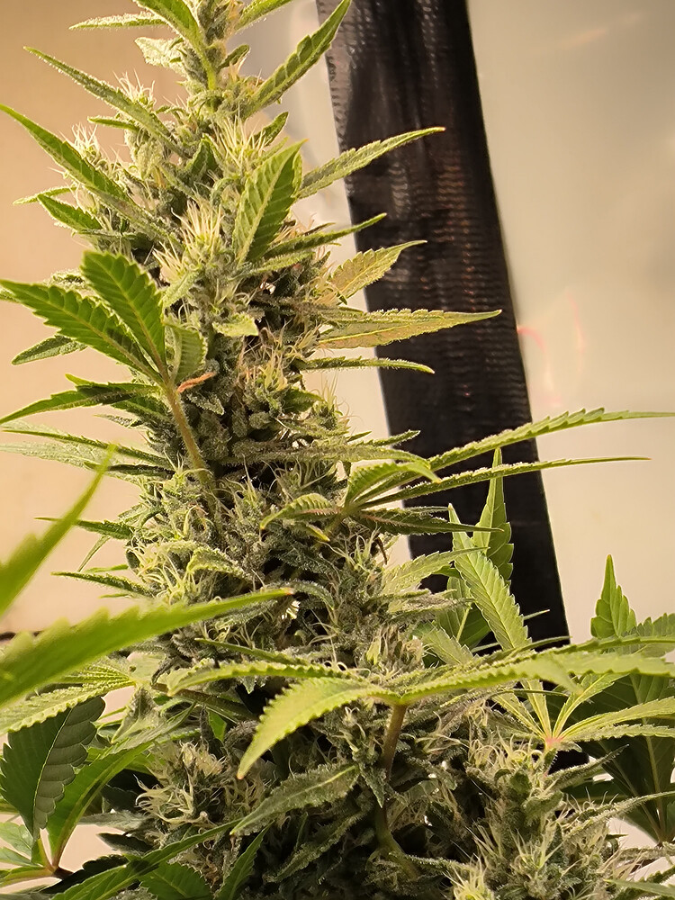 Growreport Bild 11