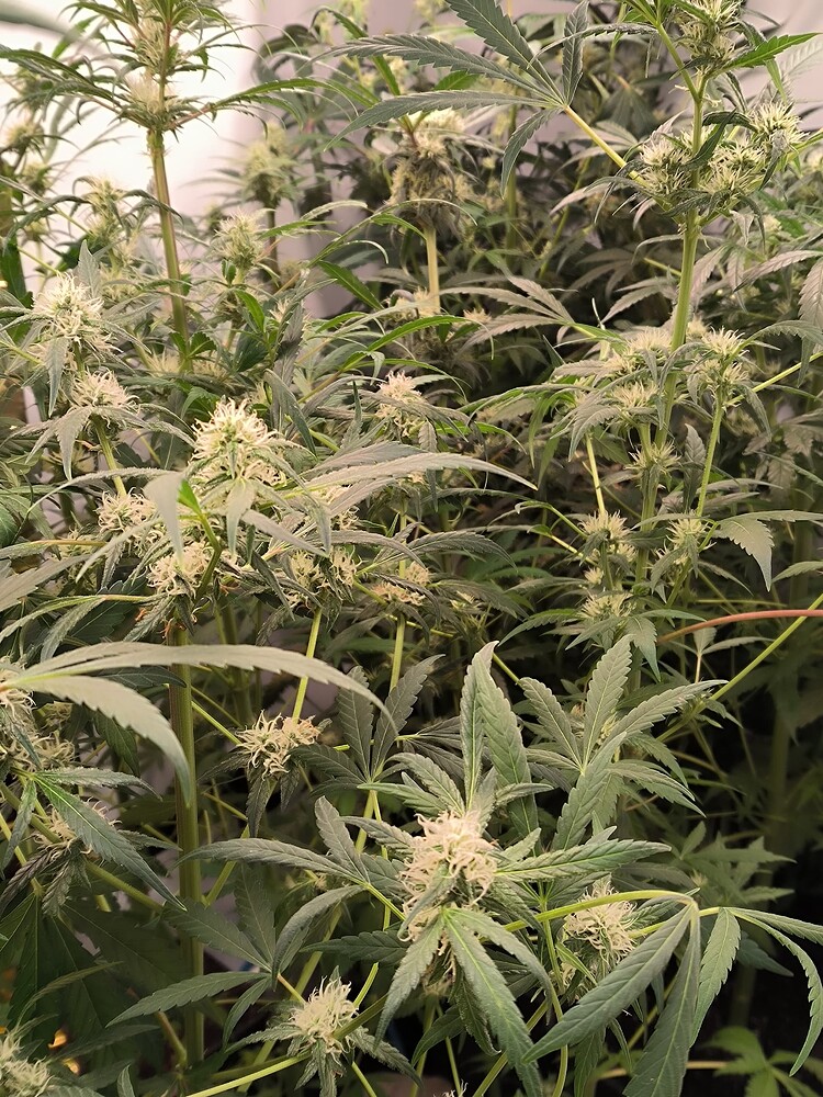 Growreport Bild 20